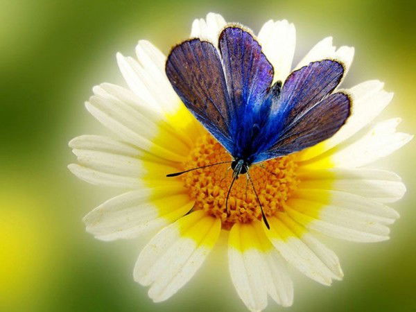 Аурика Аурика *****