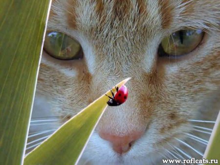 Денвер Буйнов