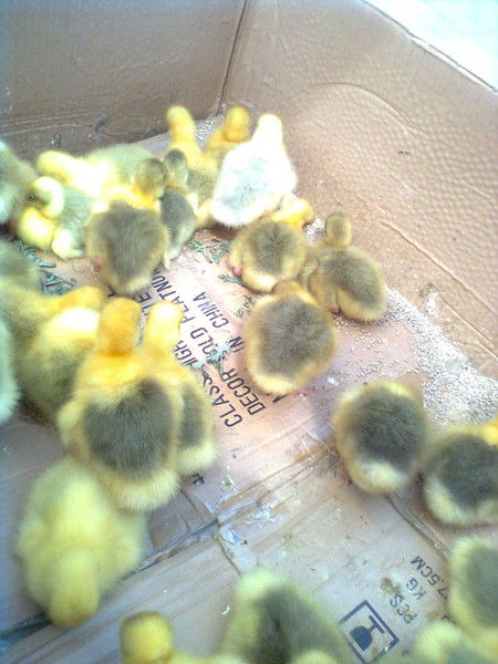 З?мз?гул Есекенова