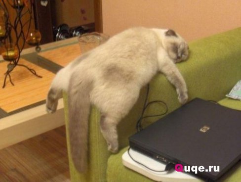 Василий Тюльпанов