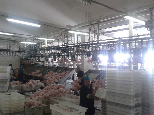 Убойный Цех Бройлерная Семей