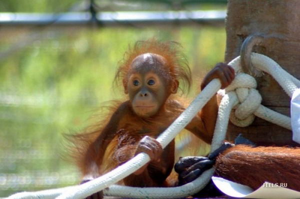 Наталья Ногай