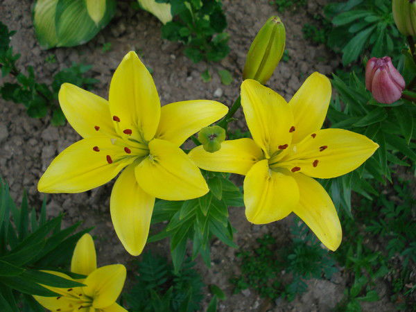 Екатерина Холодкова