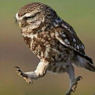 Денис Фралов