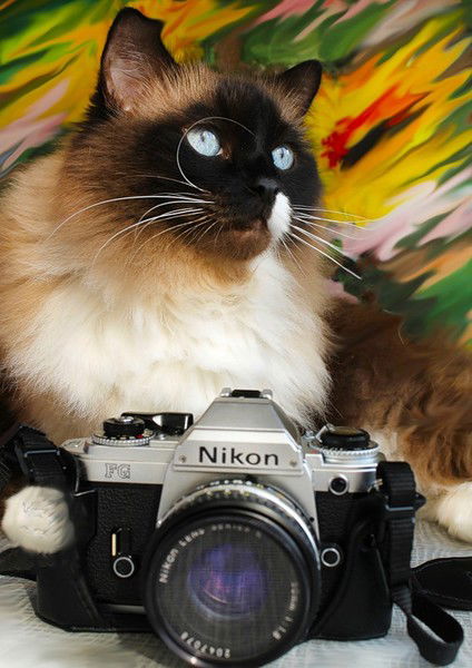 Елена Пилосова