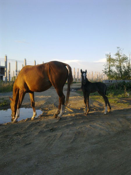 Анна Даниленко