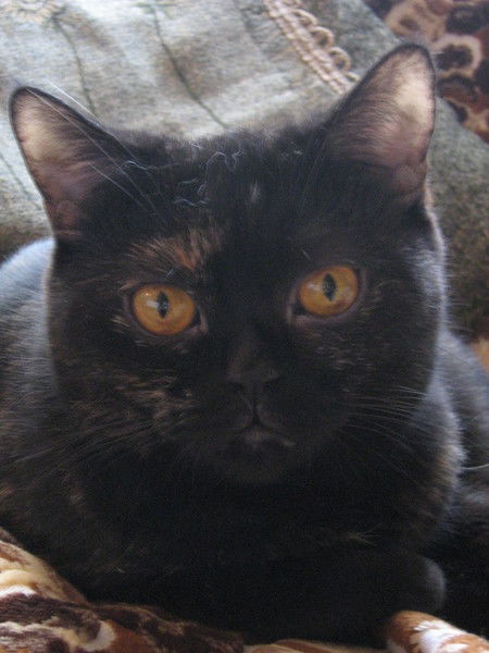 Ирина Минаева