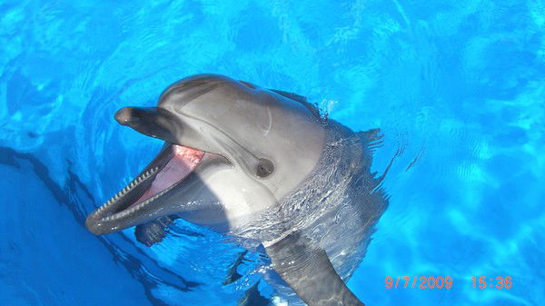 Олег Паймеров