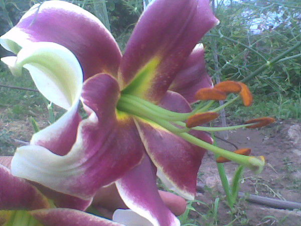 Любовь Паутова