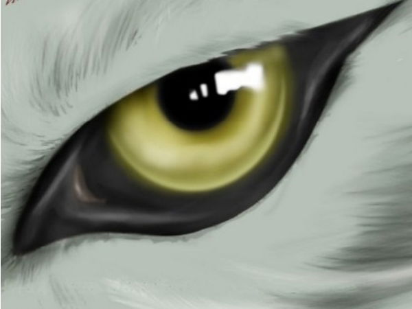 Дмитрий Волков