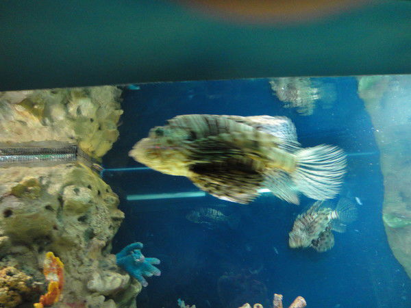 Макс Максвелов