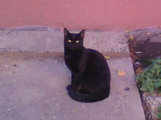 Вика Войтова-Горобец