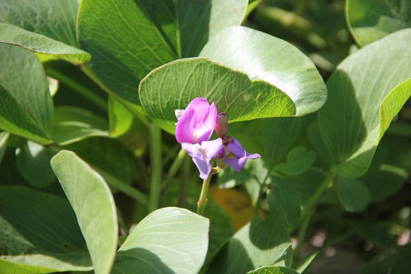 Ольга Максимова