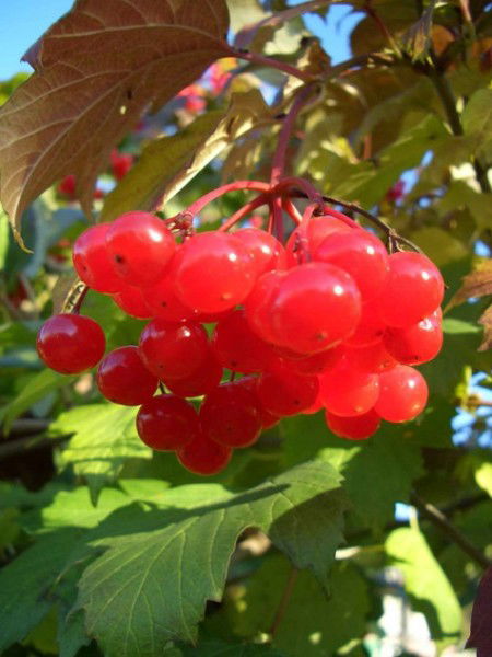 Алёна Кондратьева