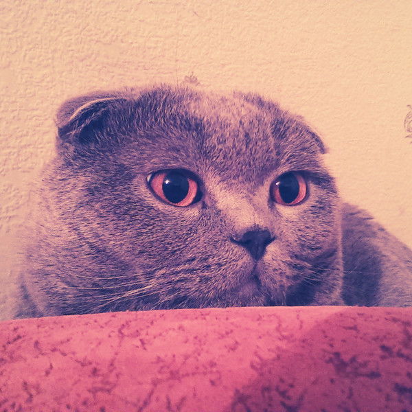 Костя Шульц