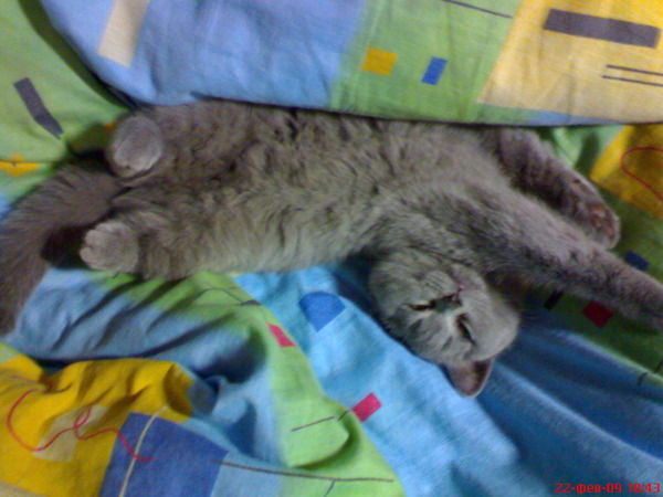 Алёнка Литвин