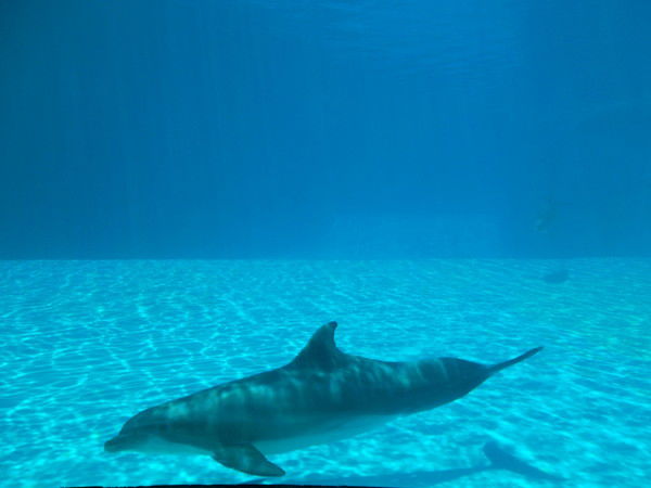 Саламат Курмангалиев