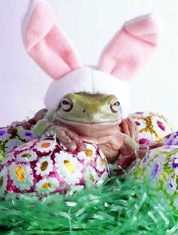 Цыца Злобная