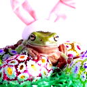 Цыца Злобная
