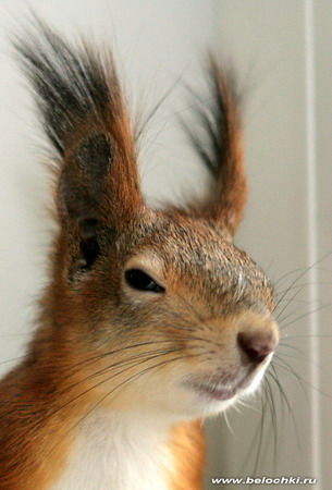 Яна Красовская