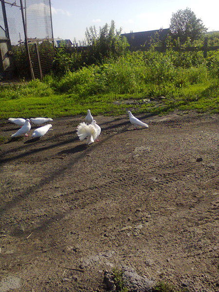 Владимир Новоселов