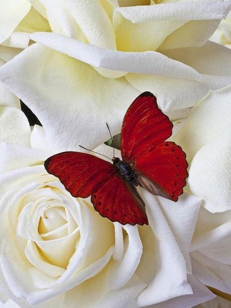 Ольга Сидоренко