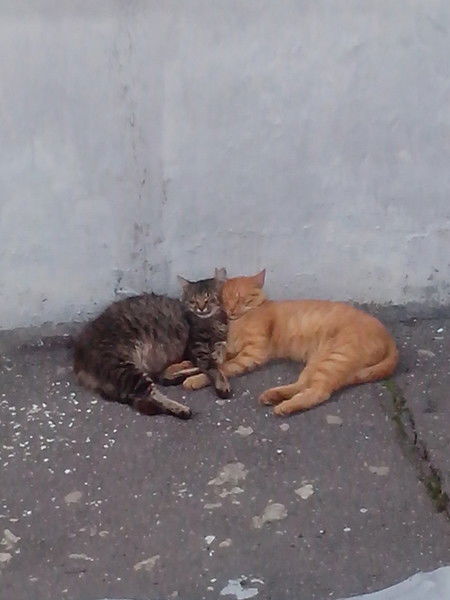 Ооо "атм-Каскад" Атм