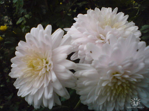 Светлана Крапивина