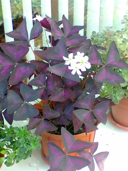 Марина Шабаева