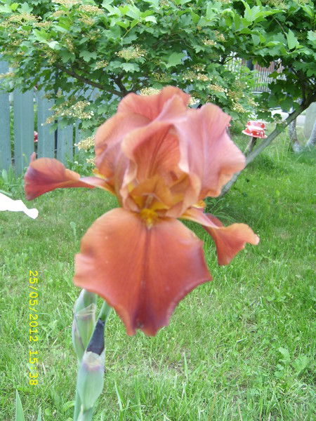 Венера Морозенко