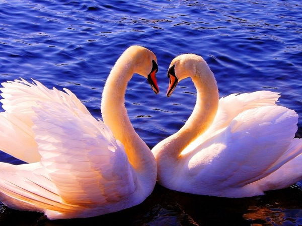 Татьяна Сорокина