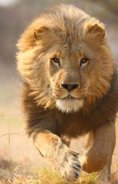 Иринка Котова