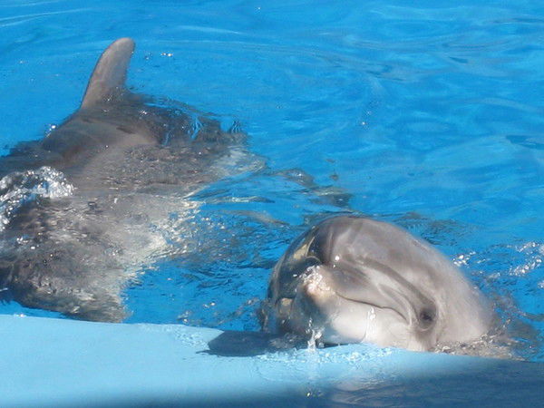 Елена Бжезовская