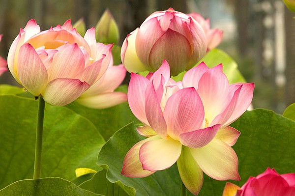 Асем Бакибаева