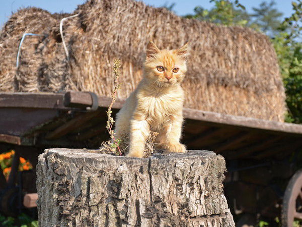 Светлана Нашарбекова