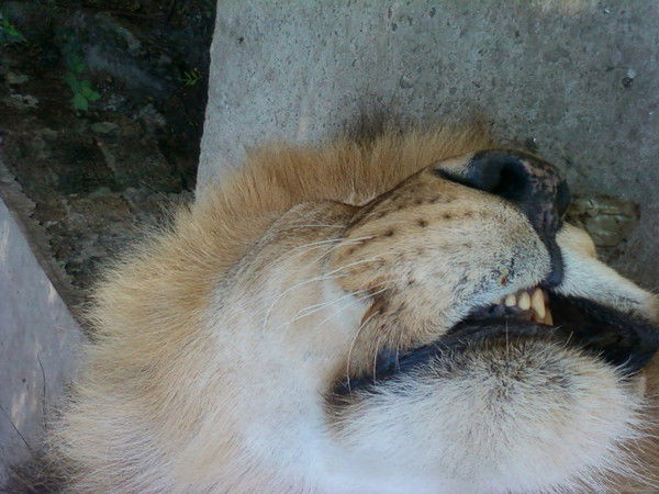 Саша Мациевский