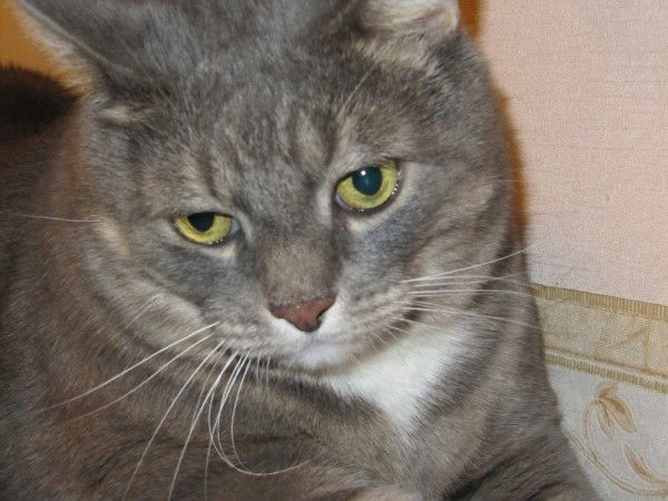 Василий Силкин