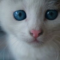 Настя Швачко