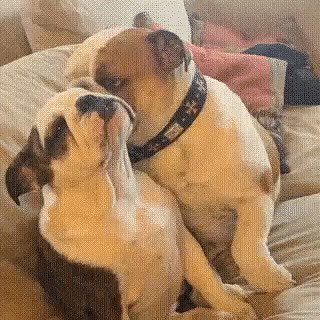 Владимир Рихтер