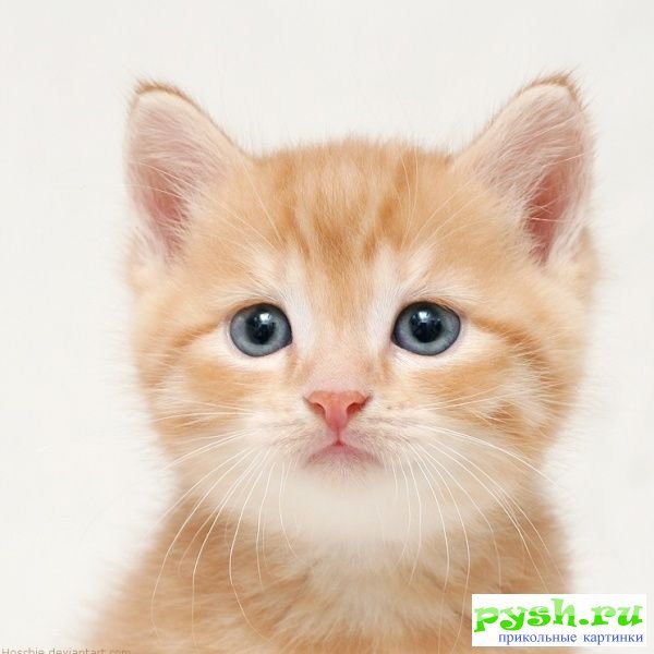 Анастасия Иванова