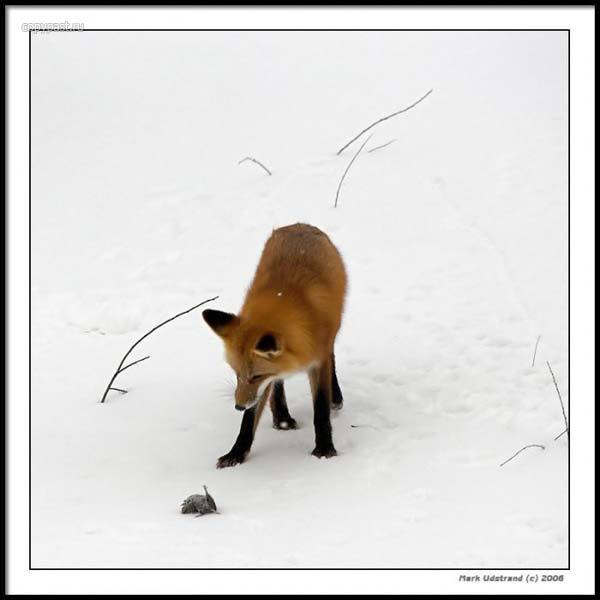 Наталья Берсенева