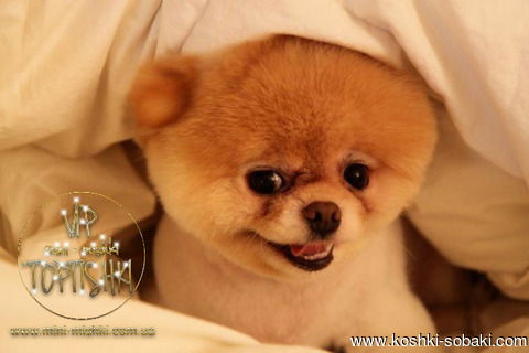 Алена Мелехина