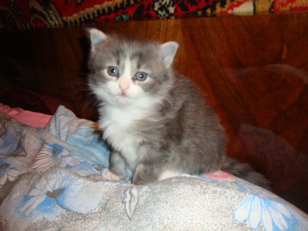 Данил Калдаев