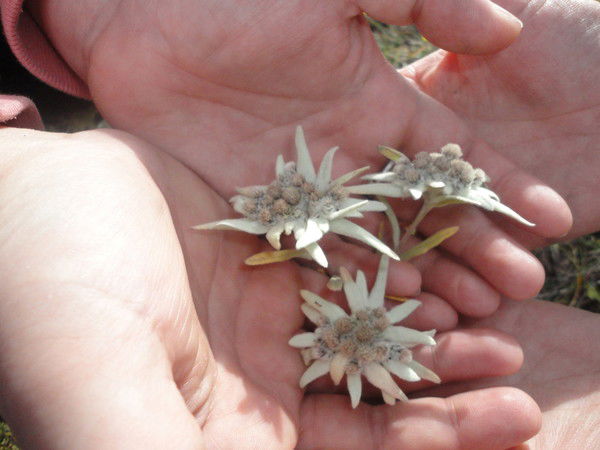 Ирина Коровина