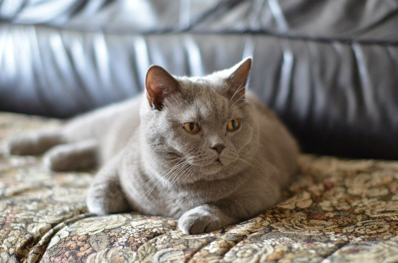 Анатолий Поляк