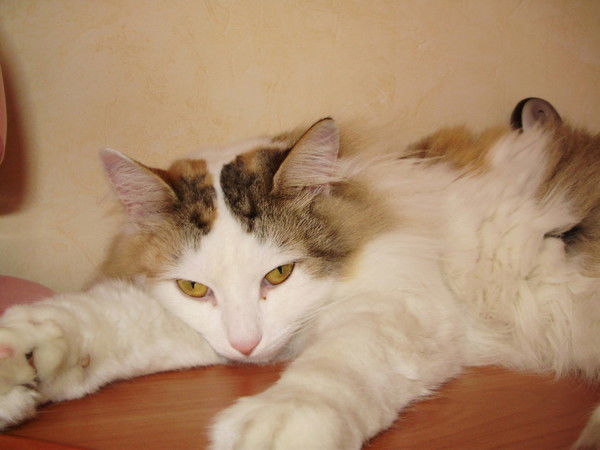 Татьяна Низова