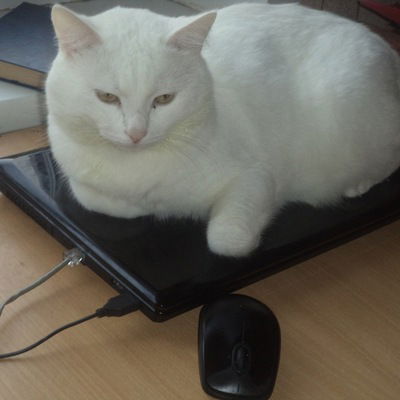 Андрей Даньшин