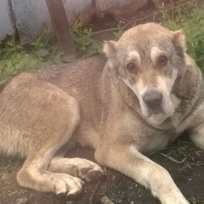 Николай Курьянов