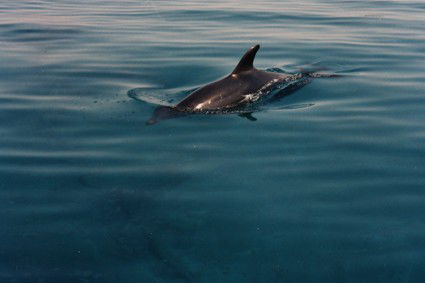 Светлана Чернышенко