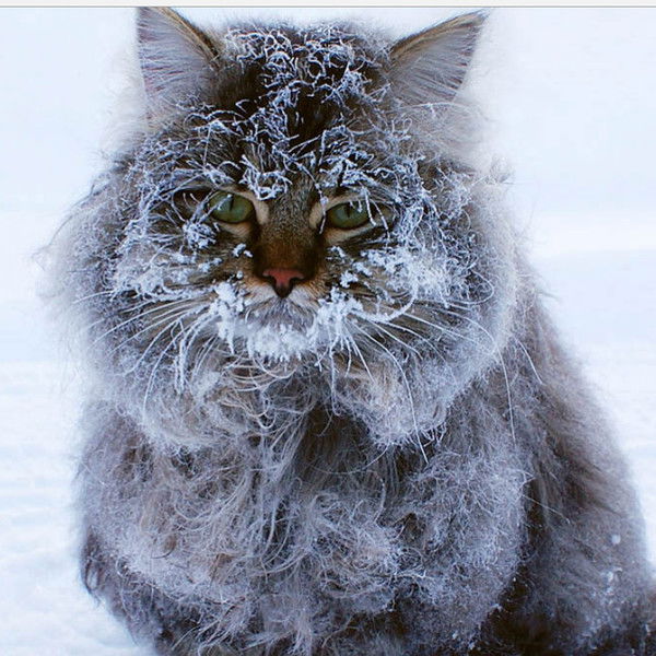 Владимир Никуличев